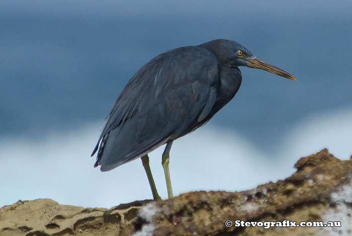 Eastern Reef Egret - Dark Morph