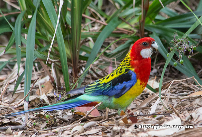 Eastern Rosella