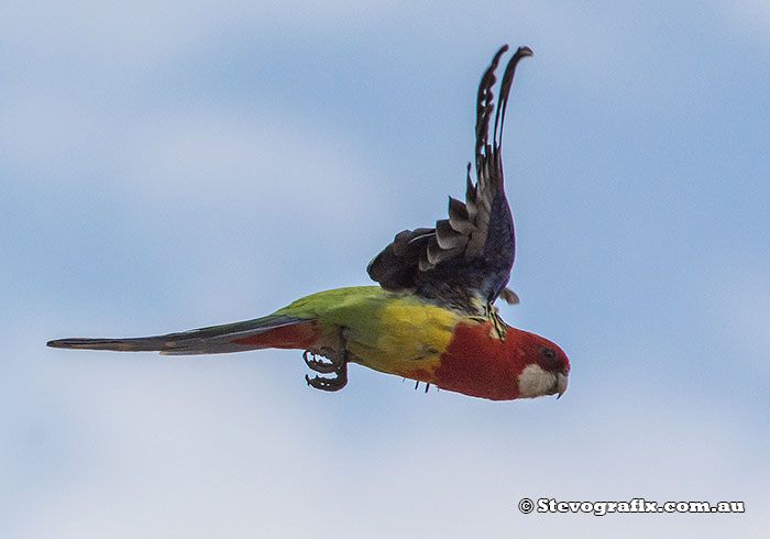 Eastern Rosella