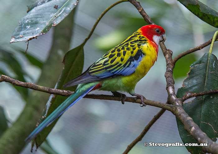 Eastern Rosella