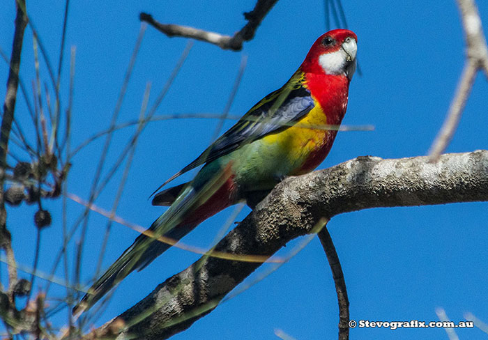 Eastern Rosella