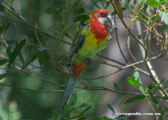 Eastern Rosella