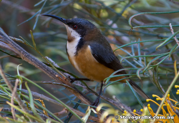 Eastern Spinebill