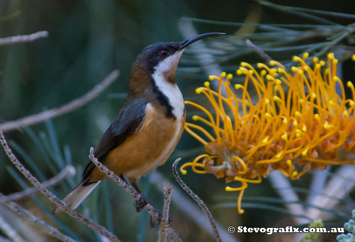 Eastern Spinebill