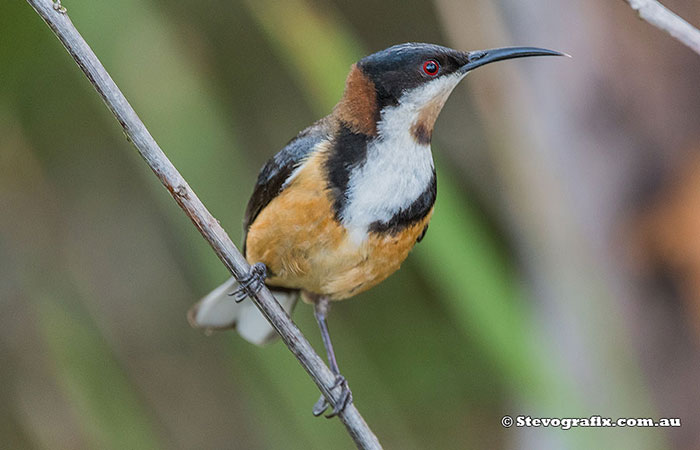 Eastern Spinebill