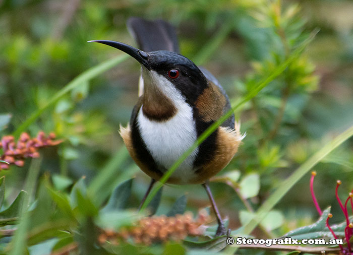 Eastern Spinebill