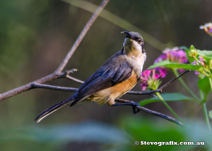Eastern Spinebill
