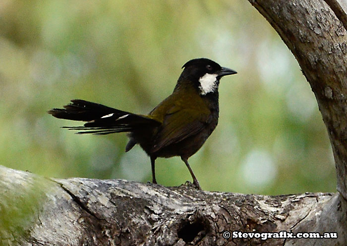 Eastern Whipbird