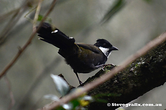 Eastern Whipbird