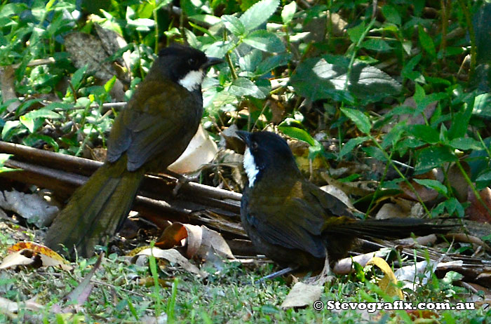 Eastern Whipbirds