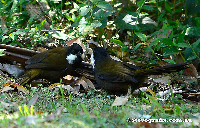 Eastern Whipbirds