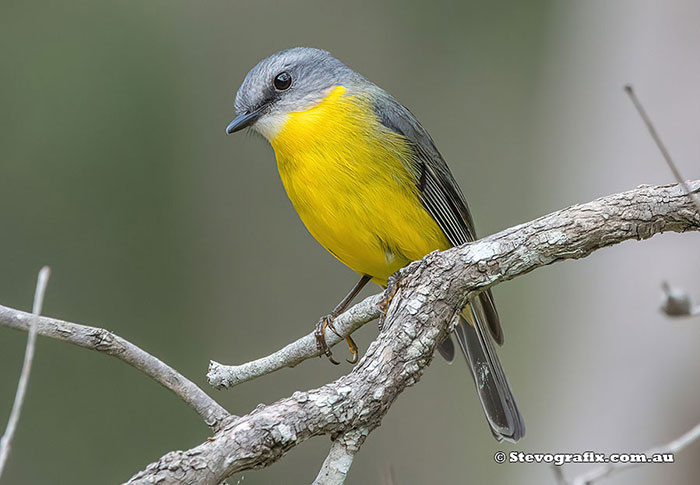 Eastern Yellow Robin