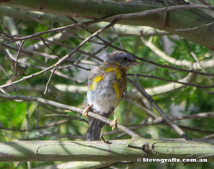 Juvenile Eastern Yellow Robin