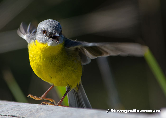 Eastern Yellow Robin