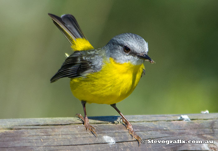 Eastern Yellow Robin