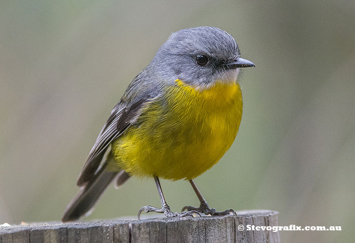 Eastern Yellow Robin