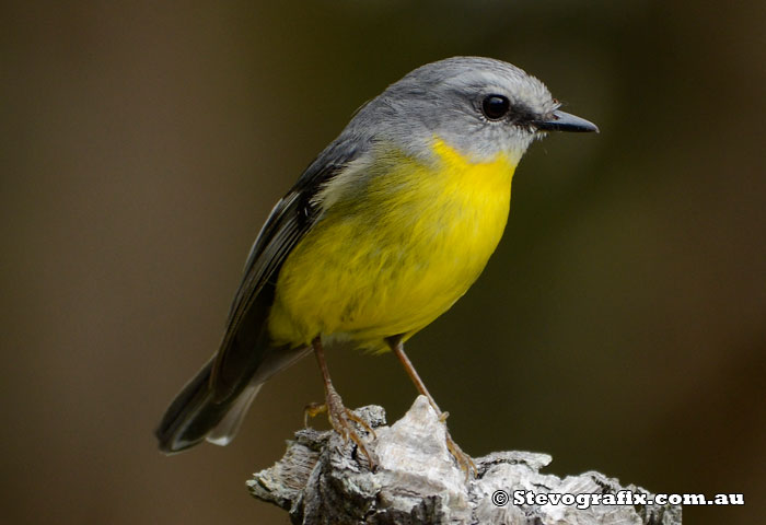 Eastern Yellow Robin