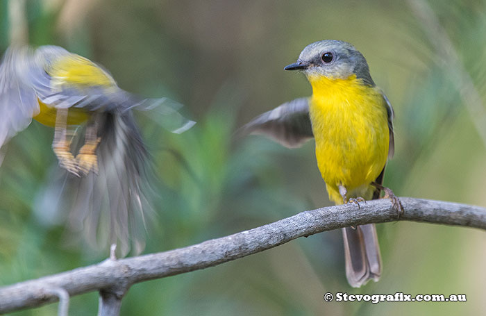 Eastern Yellow Robin