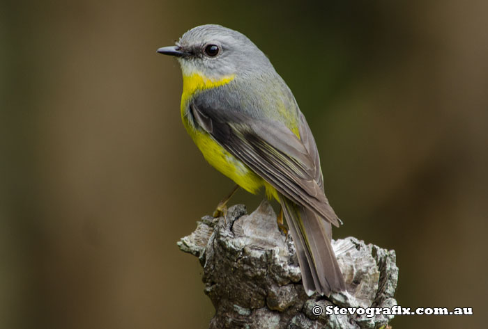 Eastern Yellow Robin