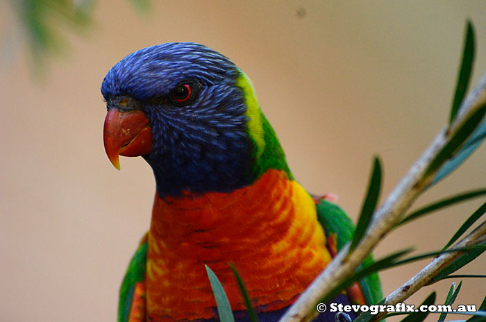 Raibow Lorikeet plotting evil