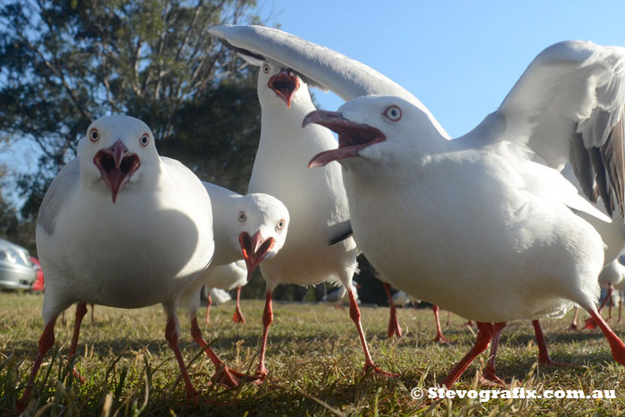 Evil Seagulls