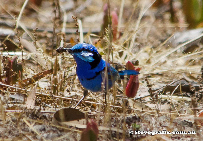 Splendid Fairy-wren