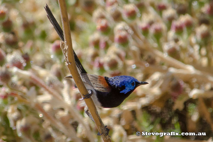 Purple-backed Fairy-wren
