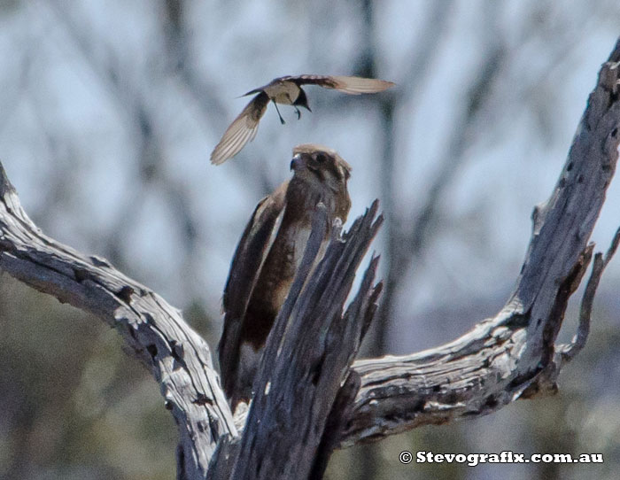 Brown Falcon