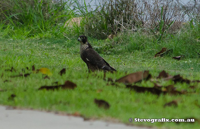 Peregrine Falcon