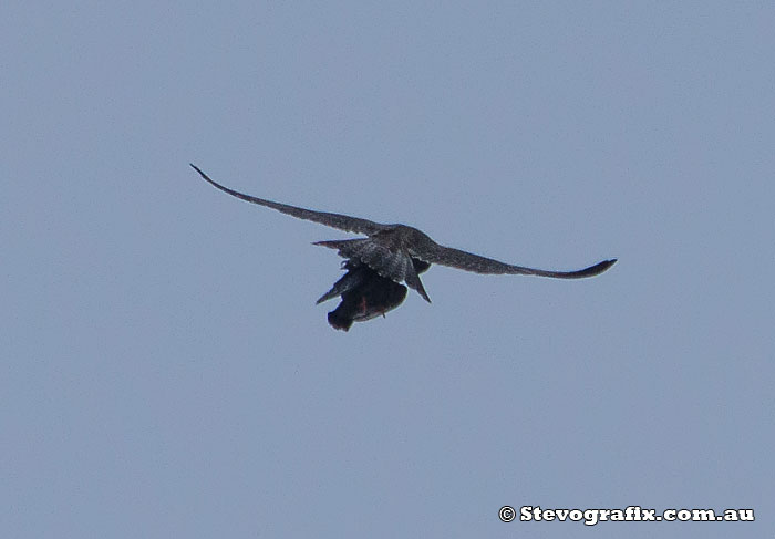 Peregrine Falcon