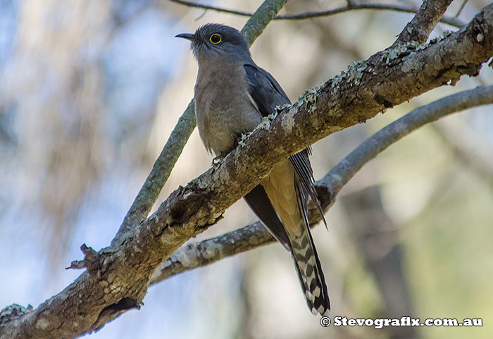 Fan-tailed Cuckoo