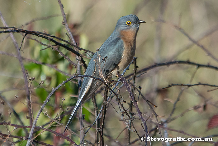 Fan-tailed Cuckoo