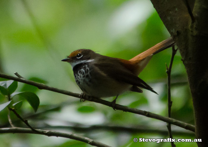 Rufous Fantail