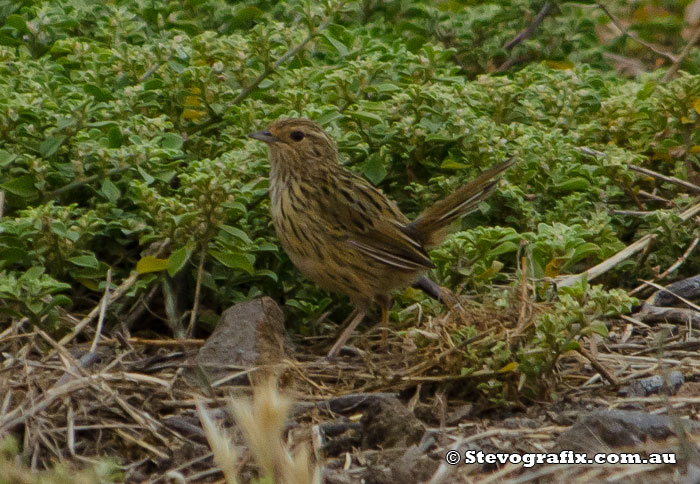 Striated Fieldwren