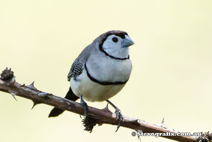 Double-barred Finch