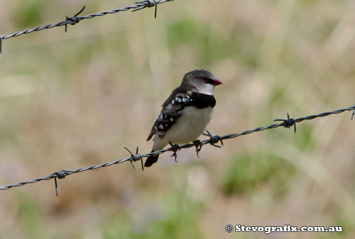 Diamond Firetail