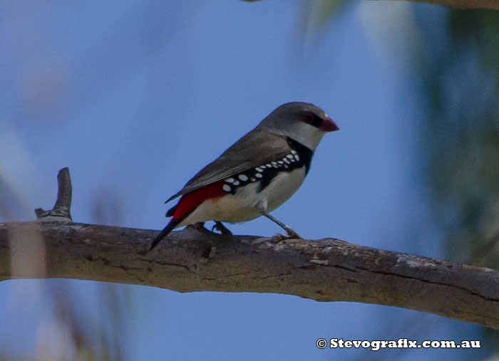 Diamond Firetail