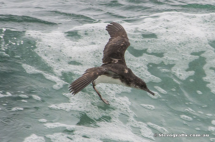 Fluttering Shearwater