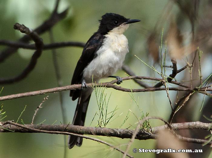 Restless Flycatcher