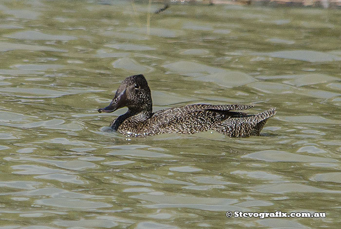 Freckled Duck