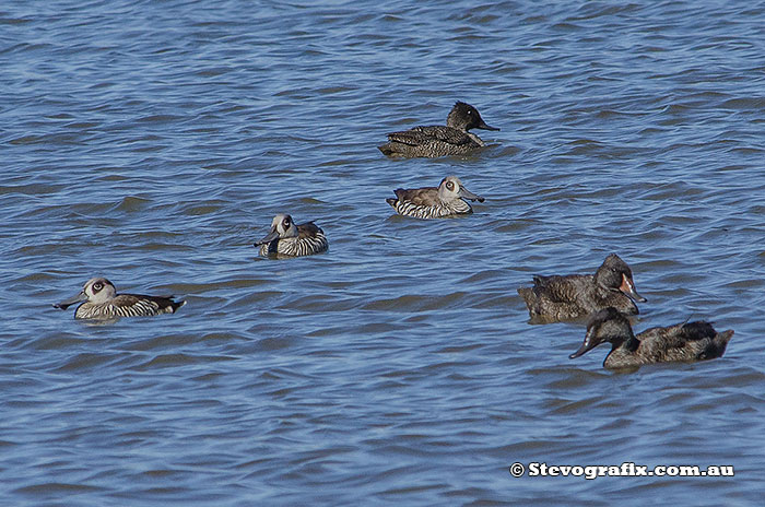 Freckled & Pink-eared Duck