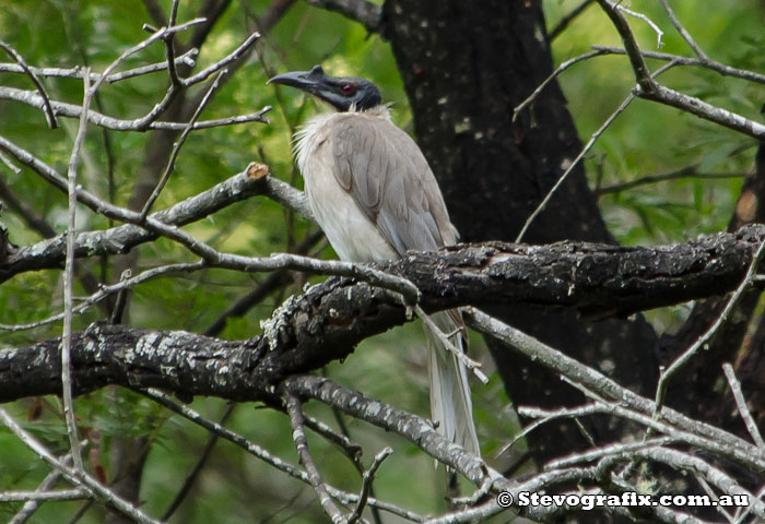 Noisy Friarbird