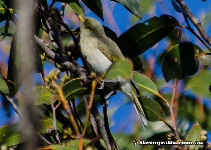 Fuscous Honeyeater