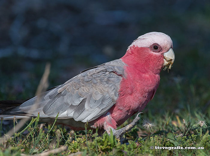 Galah