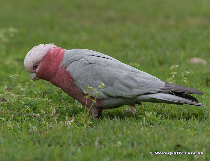 Galah