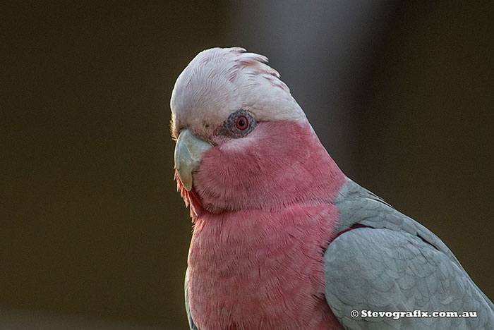 Galah