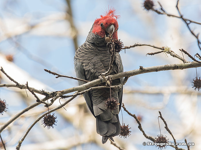 Gang-gang Cockatoo