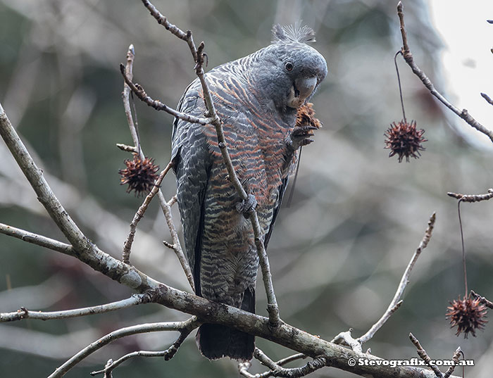 Gang-gang Cockatoo