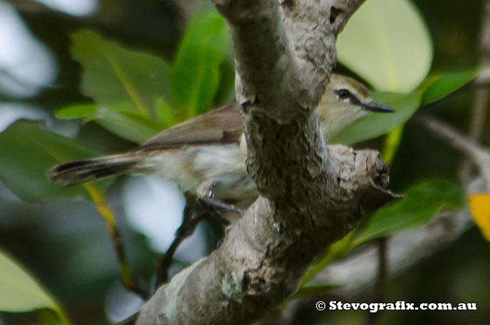 Mangrove Gerygone