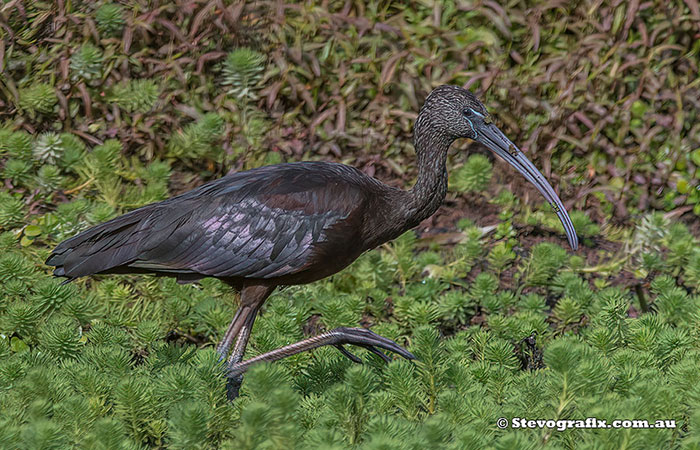 Glossy Ibis